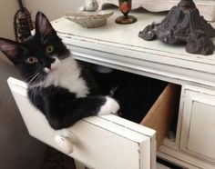 dresser-cat
