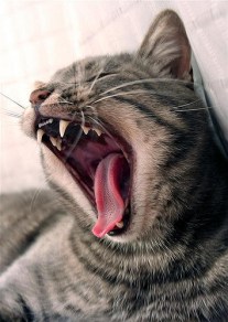 yawning-cat